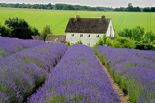 House with Rows of Lavender